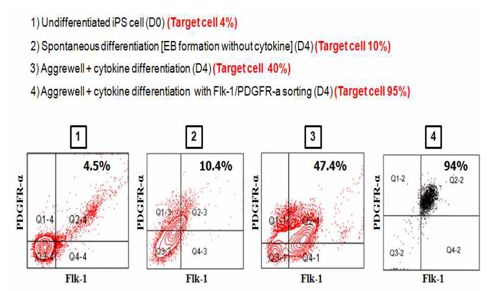 역분화 줄기세포에서 심장 세포로 분화 유도 후 ( Flk-1, PDGFR-α) 유세포 분석 (FACS)