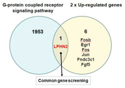 Niche signaling pathway 관련 gene screening