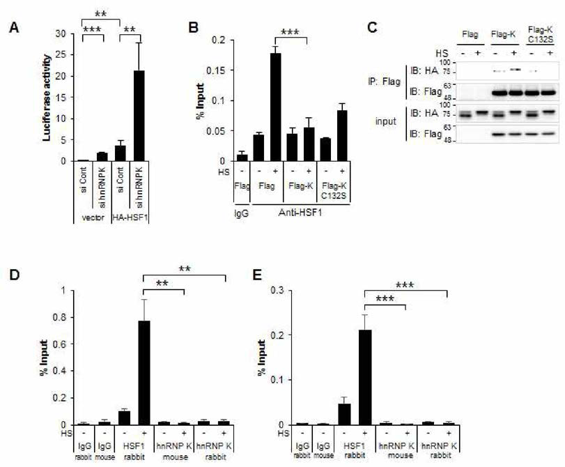 ChIP과 co-IP를 통하여 hnRNP K가 HSF1과 결합하여, HSF1 이 HSE에 결합하는 것을 저해함을 보임