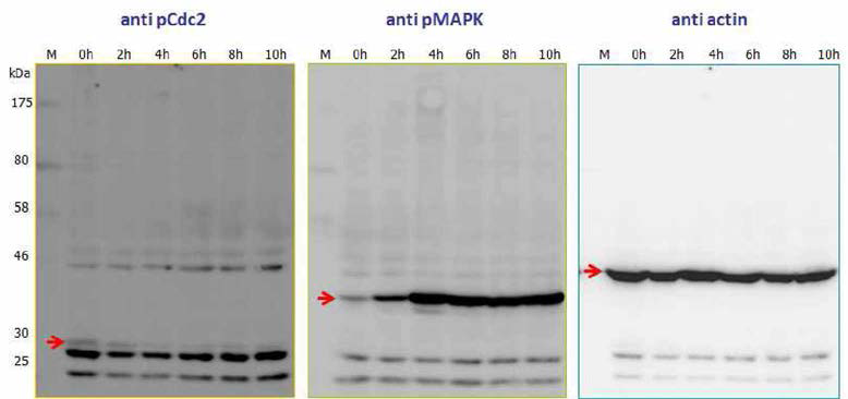 Oocyte maturation의 marker인 pCdc2，pMAPK가 감소/증가함을 보여주었고，control actin이 적합함을 보여줌