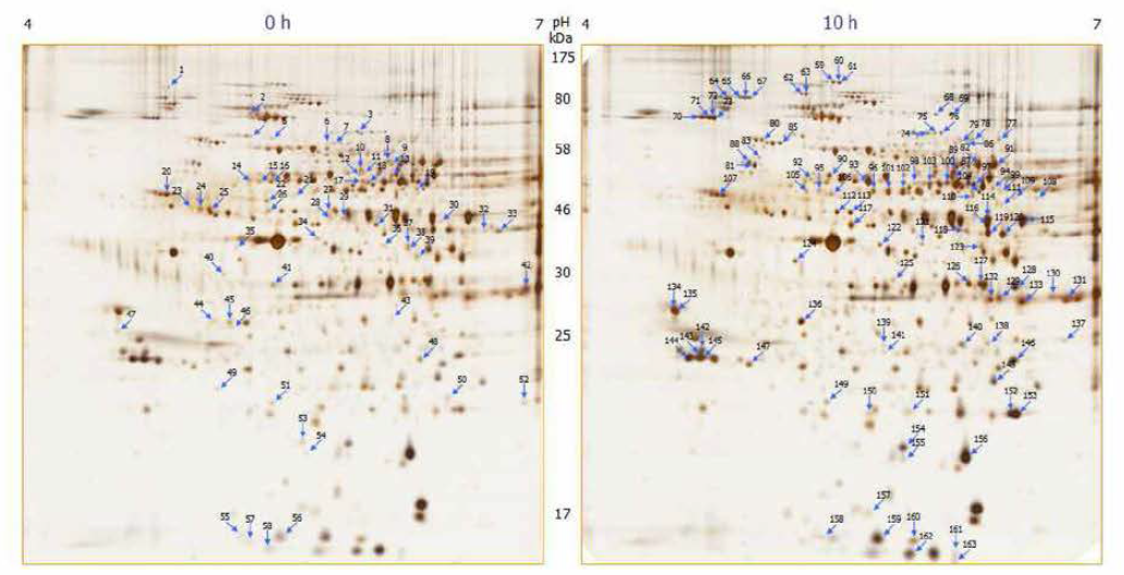 2D-PAGE analysis of xenopus oocytes during maturation. Each sample was analyzed three times