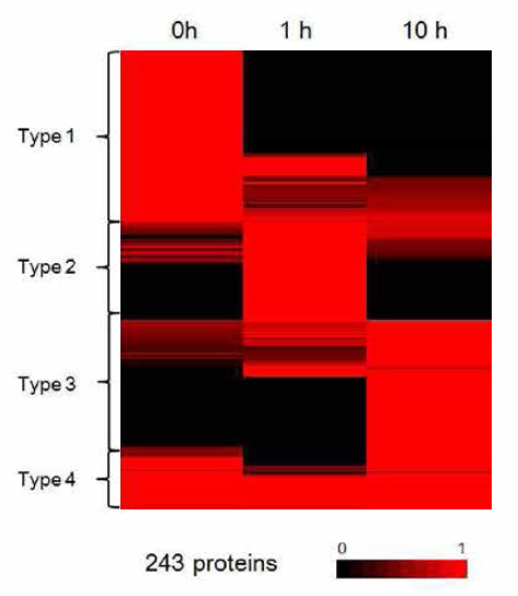 개구리 수정란에서 산화상태가 변화되는 단백질들의 heat map