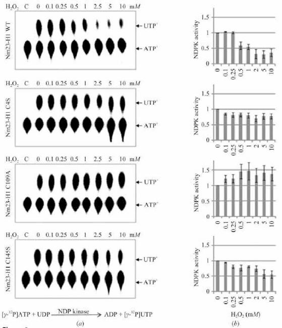 Nm23 wild type，mutant C4S，C109A，C145S의 H2O2 농도에 따른 효소활성의 변화