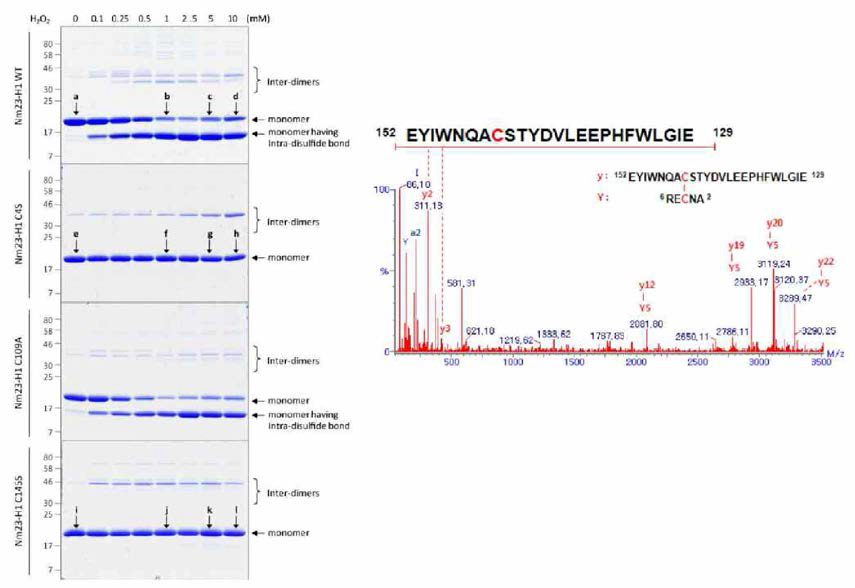 Nm23-H1 mutant들의 non-reducing gel에서 disulfide bond formation의 형태와 C4 - C145 intra-disulfide bond formation을 tandem MS spectra에서 DBond algorithm을 이용하여 확인한 결과