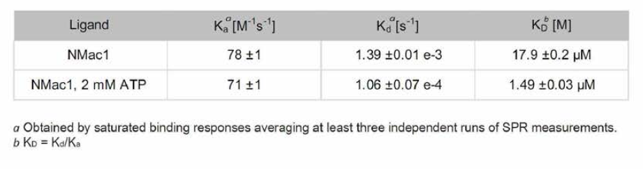 NMac1 의 Nm23-H1 에 대한 binding kinetics