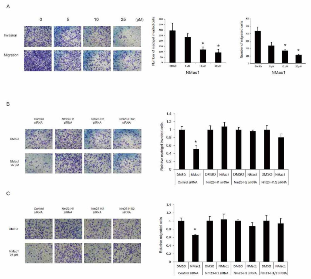 NMac1 은 breast cancer cell line MDA-MB-231 세포의 migration 과 invasion을 저해하는데, 이러한 현상은 Nm23-H1과 H2 가 모두 기여한다