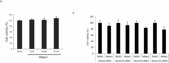 NMac1 은 MDA-MB-231 세포의 proliferation 에 영향을 주지 않는다
