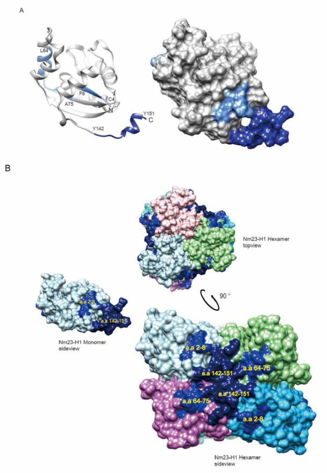 NMac1 의 binding 에 따른 deuterium incorporation 의 변화를 Nm23-H1 의 monomer, hexamer 구조에 표현하였다