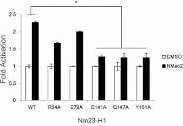 Nm23 mutant의 NMac에 의한 NDPK activation 효과