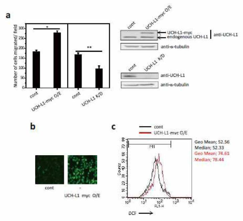 세포내에서 UCH-L1 이 과발현 되거나, 발현이 저해된 B16F10 세포주 제조 및 세포내 활성산소 양의 측정
