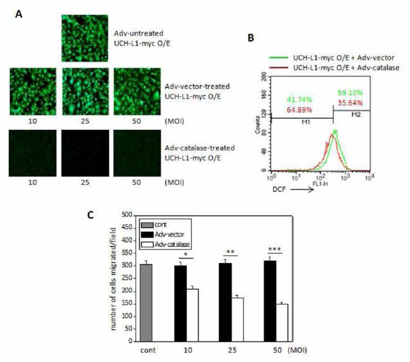 Adv-catalase에 의한, UCH-L1이 과발현된 B16F10 세포주의 활성산소 감소 및 세포 침윤성 감소