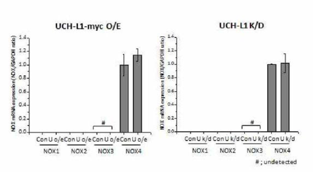 B16F10 세포주에 존재하는 NOX1, NOX2, NOX3, NOX4 mRNA
