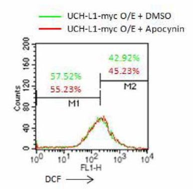 Apocynin을 이용한, NOX1, NOX2의 UCH-L1 활성산소 발생기작 포함여부 확인