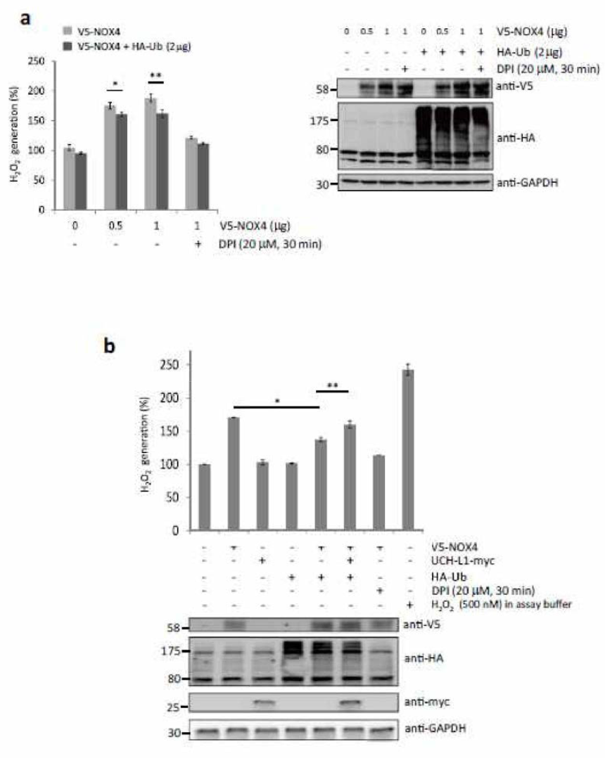 NOX4는 ubiquitination이 되어 과산화수소 생성이 감소하고, UCH-L1에 의해 deubiquitination 되면 과산화수소 생성이 증가한다