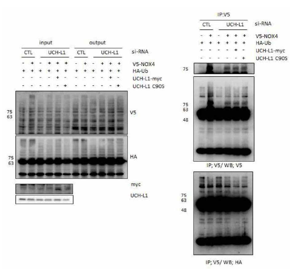 HUVEC에서 NOX4는 ubiquitination되며, UCH-L1에 의해 deubiquitination 되고, 활성이 없는 UCH-L1-C90S mutant에 의해서는 deubiquitination 되지 않는다