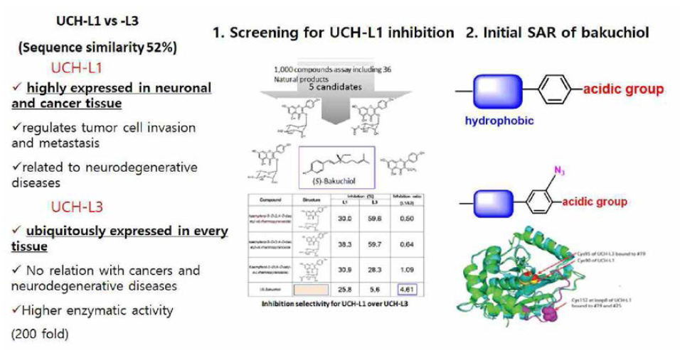 UCH-L1 저해물질 screening, SAR, mode of action 확인