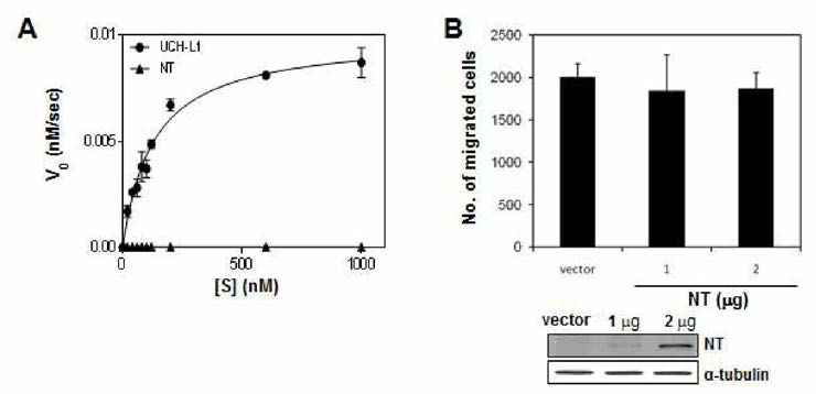 (A) Ub-AMC를 기질로 사용하여 UCH-L1과 NT-UCH-L1의 hydrolase 효소 활성을 측정한 결과 (B) NT-UCH-L1이 세포의 invasion을 증가시키지 않음을 확인