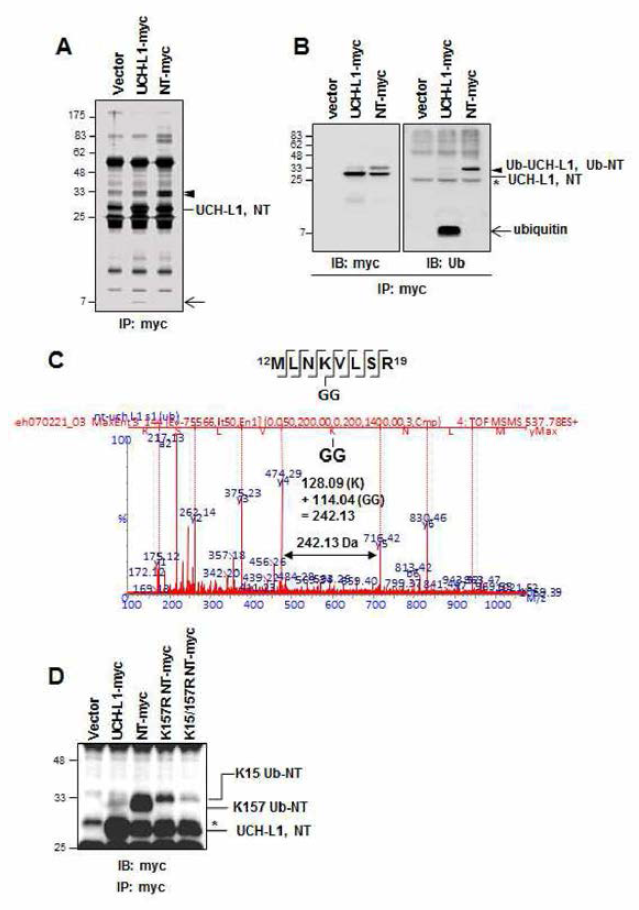 UCH-L1-myc과 NT-UCH-L-myc을 myc tag을 이용하여 immunoprecipitation 한 후, NT-UCH-L1에 함께 딸려 나온 band를 silver staining (A) 과 Western blot (B) 으로 확인. (C) (A) 의 화살표 머리 표시 부분을 잘라 질량분석기로 분석한 결과, Lys15에 ubiquitination이 되어 있음을 확인. (D) Lys15와 Lys157을 Arg으로 치환한 후, immunoprecipitation을 실시하여 Lys15와 Lys157이 monoubiquitination site임을 확인