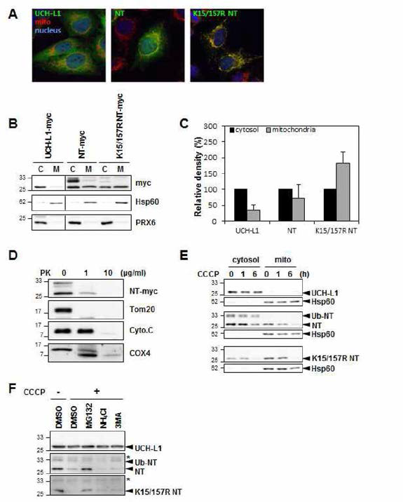 UCH-L1-myc과 NT-UCH-L1-myc을 각각 stable하게 발현하는 HeLa 세포를 이용한 실험. confocal microscopy (A) 와 mitochondrial fractionation (B, C) 을 통해 monoubiquitination이 NT-UCH-L1의 mitochondria 존재 여부를 결정함을 확인. (D) mitochondrial fraction을 proteinase 노를 처리하여 mitochondria의 outter membrane, inter membrane space, inner membrane 중 outter membrane에 존재함을 보임. (E , F) CCCP 처리에 의하여 NT-UCH-L1의 위치가 변하는 것은 보이지 않음. 오히려 NT-UCH-L1양이 감소하며 이는 proteasome에서 처리됨