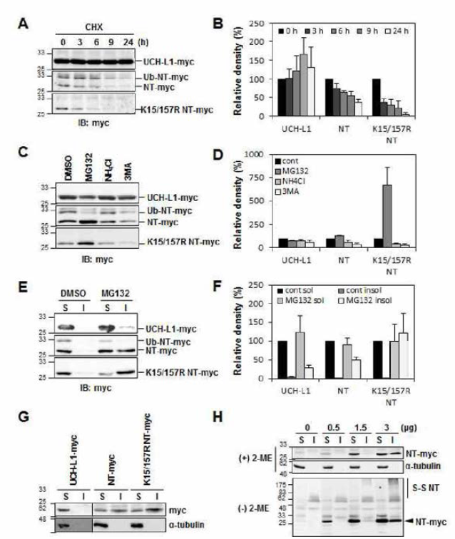 NT-UCH-L1이 cycloheximide 처리에 의하여 UCH-L1보다 빨리 사라짐을 알 수 있다 (A, B). NT-UCH-L1의 제거는 MG132에 의하여 저해되는 것으로 보아 proteasome에서 이뤄지며 (C, D), 세포내에서 제거되지 못하고 축적되거나 (E, F), dopaminergic neuronal cell에서는 과발현 만으로도 (G, H) insoluble fraction으로 이동함을 확인하였다