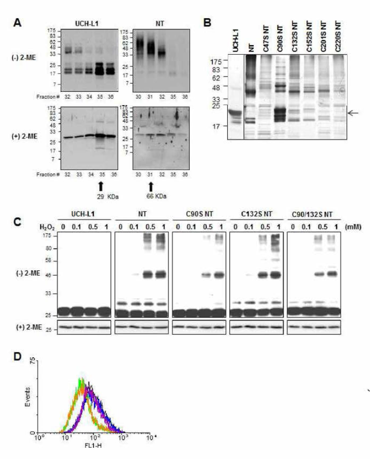 (A) Recombinant UCH-L1과 NT-UCH-L1을 FPLC로 분석 후, non-reducing, reducing SDS-PAGE로 분석한 결과. (B) NT-UCH-L1의 6개 Cys를 각각 Ser으로 mutation 시킨 후 ，non-reducing gel에서 high molecular form의 형성이 감소되는 Cys mutant를 찾음. (C) Cys90과 Cys132를 Ser으로 치환 하였을때 ，NT-UCH-L1이 세포 내에서 H2O2에 의해 S-S 결합을 덜 만드는 것을 확인. (D) NT-UCH-L1이 세포내 ROS 양을 감소시킴을 H2DCF-DA dye를 이용하여 염색한 후，FACS 분석을 통해 보임. (연두，주황이 각각 NT-UCH-L1，K15/157R NT-UCH-L1，파랑，보라가 각각 mock，UCH-L1을 나타냄)