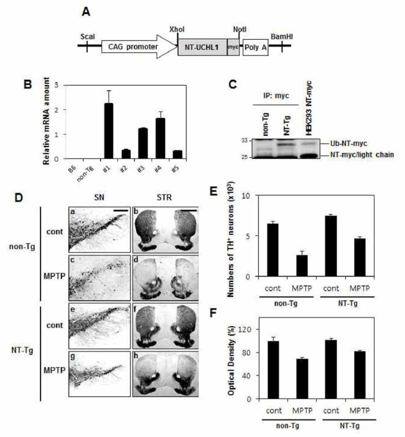hNT-UCH-L1-myc transgenic mice 제작과 MPTP 처리에 대한 저항성. A . CAG promotor control에 의해 조절되는 contruct. B,C 과발현된 정도，D，E , F hNT-UCH-L1-myc transgenic mice의 MPTP 처리에 대한 보호효과
