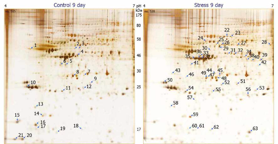 Chronic restraint stress를 처리한 마우스와 대조군 마우스의 해마 단백질 2D gel electrophoresis 결과. 스트레스에 의해 차이를 보이는 점들을 화살표로 표시하였다 . 총 63개의 단백질 중 21개가 스트레스에 의해 감소하였고，42개는 증가하였다