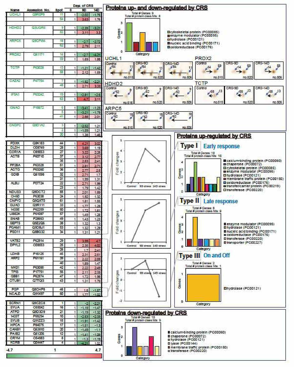 스트레스에 의해 변화하는 단백질들을 UPLC-ESI-q-TOF tandem mass spectrometry를 이용하여 확인했다. 스트레스의 누적에 따른 각 단백질의 양 변화를 heat map으로 정리하여 kinetics를 볼 수 있게 하였다. multiple spot으로 나타나는 단백질들은 초록색으로 표시했다