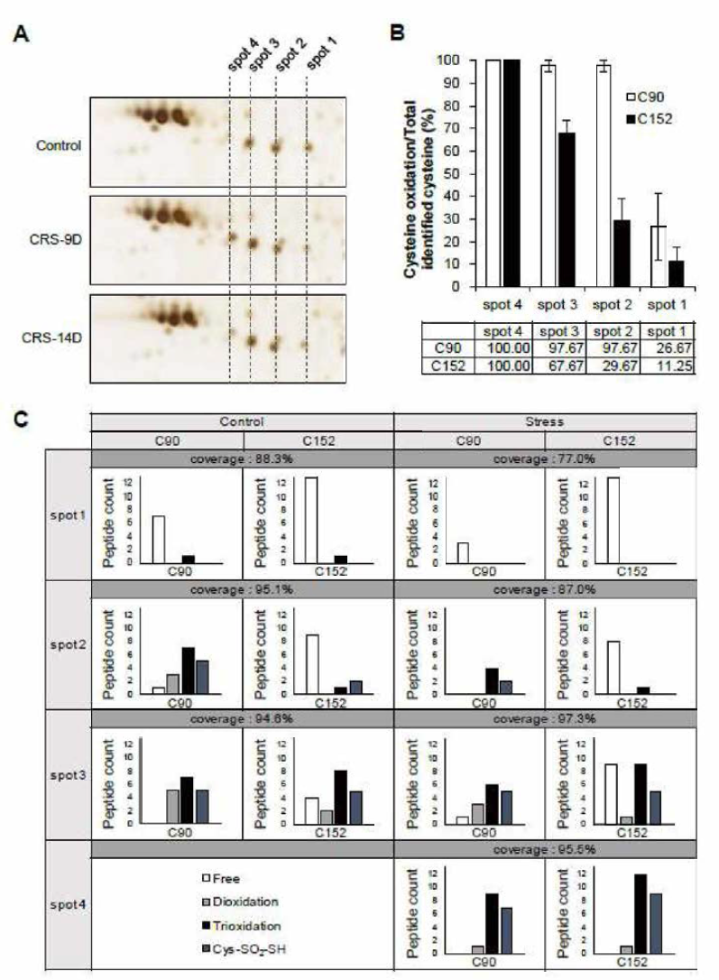 Cysteine 152번 잔기의 산화가 UCH-L1 spot 이동의 주요 원인이다. (A，B) 2DE gel 상에서 UCH- L1 spot1~4를 표시하고 spot세기를 정량하였다. 스트레스에 의한 UCH-L1의 spot 이동을 확인함. Cysteine 152번 잔기의 산화가 UCH-L1 spot 이동의 주요 원인이다. (C) PTM 분석결과 illustration. (D) Cys 90과 Cys 152의 산화 pattern 비교
