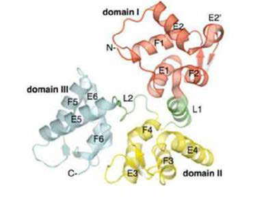 The X-ray crystal structure of D . rerio secretagogin. Protein 2009; 76; 477—483