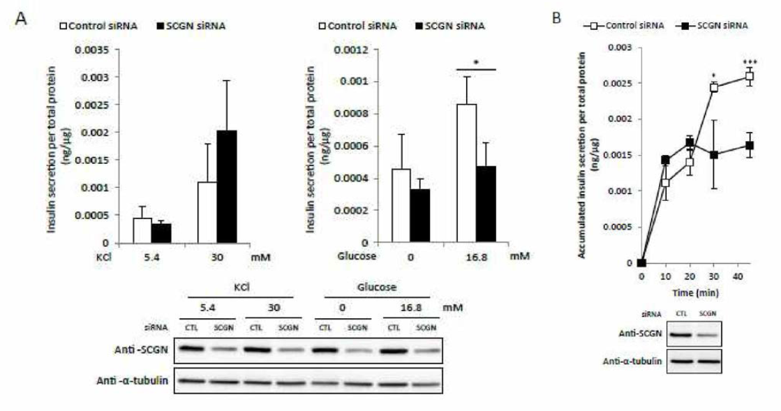 SCGN은 2단계 insulin 분비에서 중요한 역할을 함