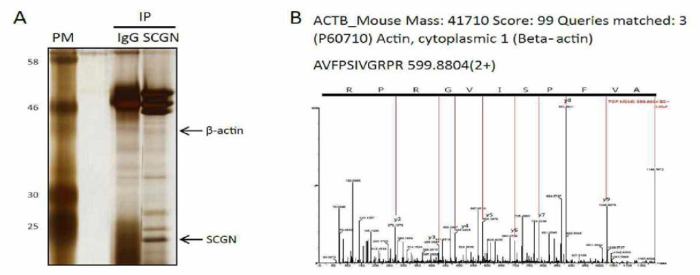 Endogenous SCGN을 이용한 면역침강에 의하여 나타나는 band (A)를 MS/MS를 이용하여 peptide sequencing을 하여 actin임을 확인함 (B)