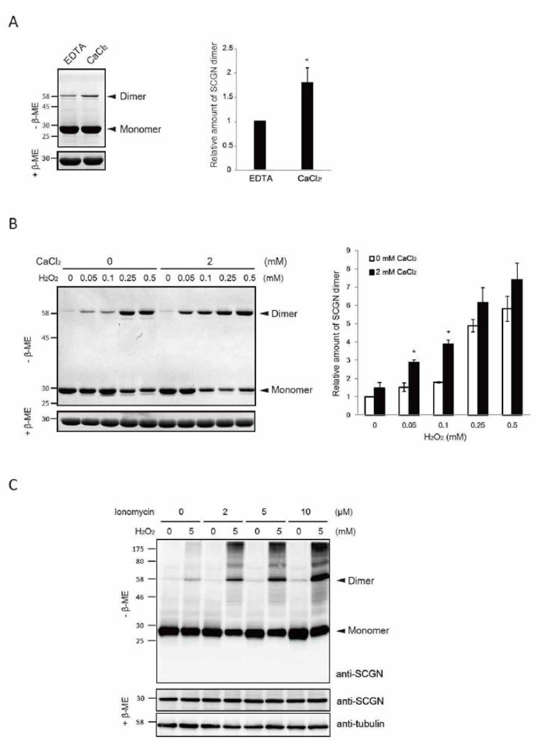 Secretagogin은 disulfide 결합을 통해 dimeni 형성하고 이러한 현상이 calcium binding에 의해 증가함