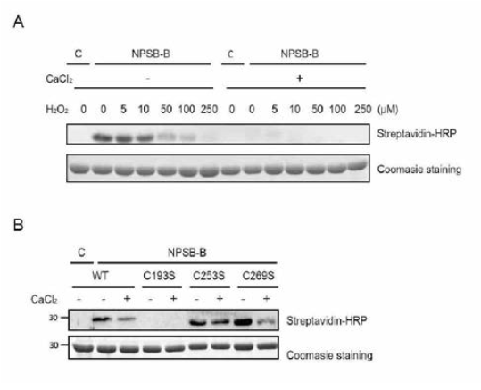 Secretagogin의 Cys193이 reactive cysteine이며 그 reactivity가 calcium 결합에 의해 조절됨