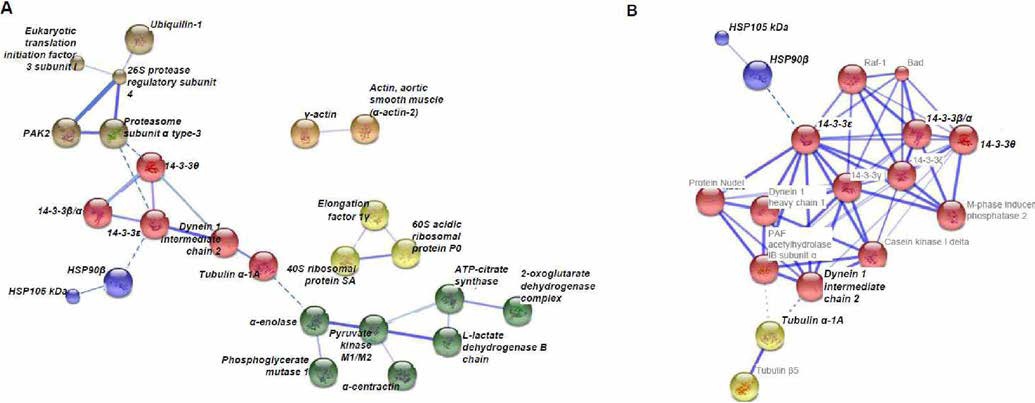 A. Tg에 의하여 변화되는 단백질 군의 network analysis, b. String analysis를 통한 protein-protein interaction network. 진한 bold인 단백질은 본 연구에서 차별적으로 나타나는 단백질로 확인된 결과를 표시한 것임
