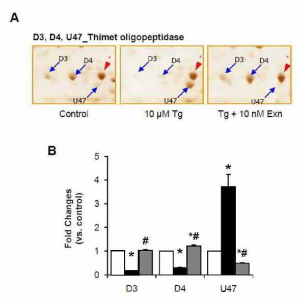 Tg에 의한 thimet oligopeptidase의 spot 이동 (A) 과 각 spot의 정량분석 결과 (B)