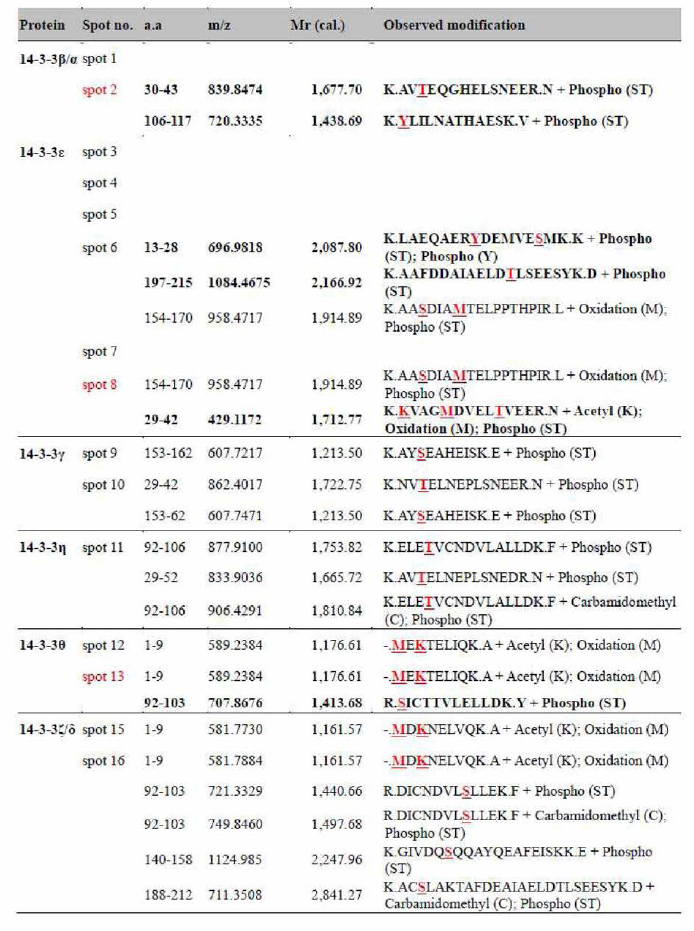 14-3-3 isoform의 단백질 변형을 MS/MS로 확인함