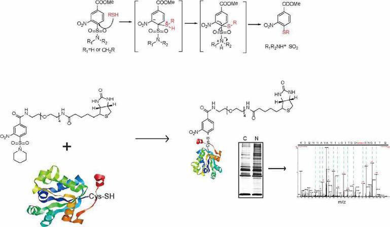 Redoxome을 분석할 수 있는 새로운 chemical probe 개발 및 이의 응용