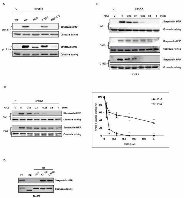 pH에 따라, Cys 잔기에 따라 isoform에 따라 산화민감도가 다름을 확인할 수 있다