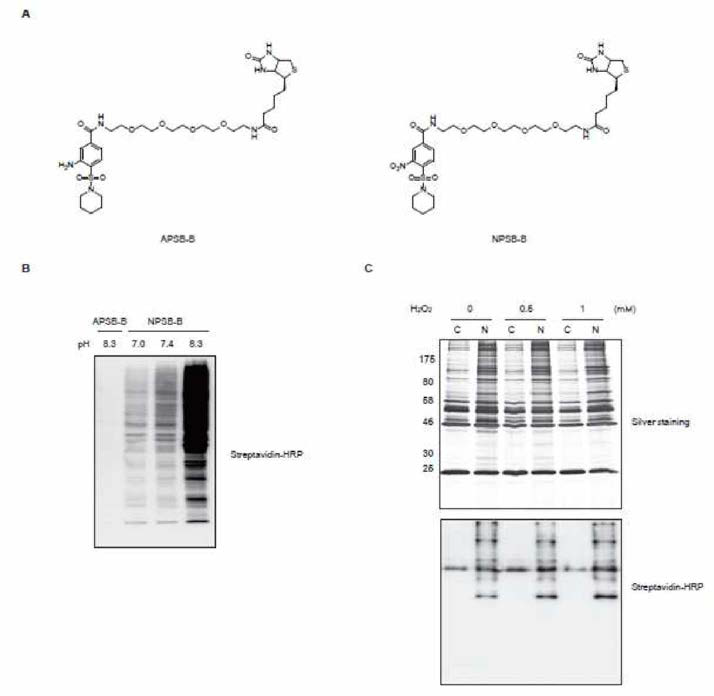 Control과 NPSB-B probe과 세로에 산화스트레스를 주고 labeling 한 단백질을 enrich 함