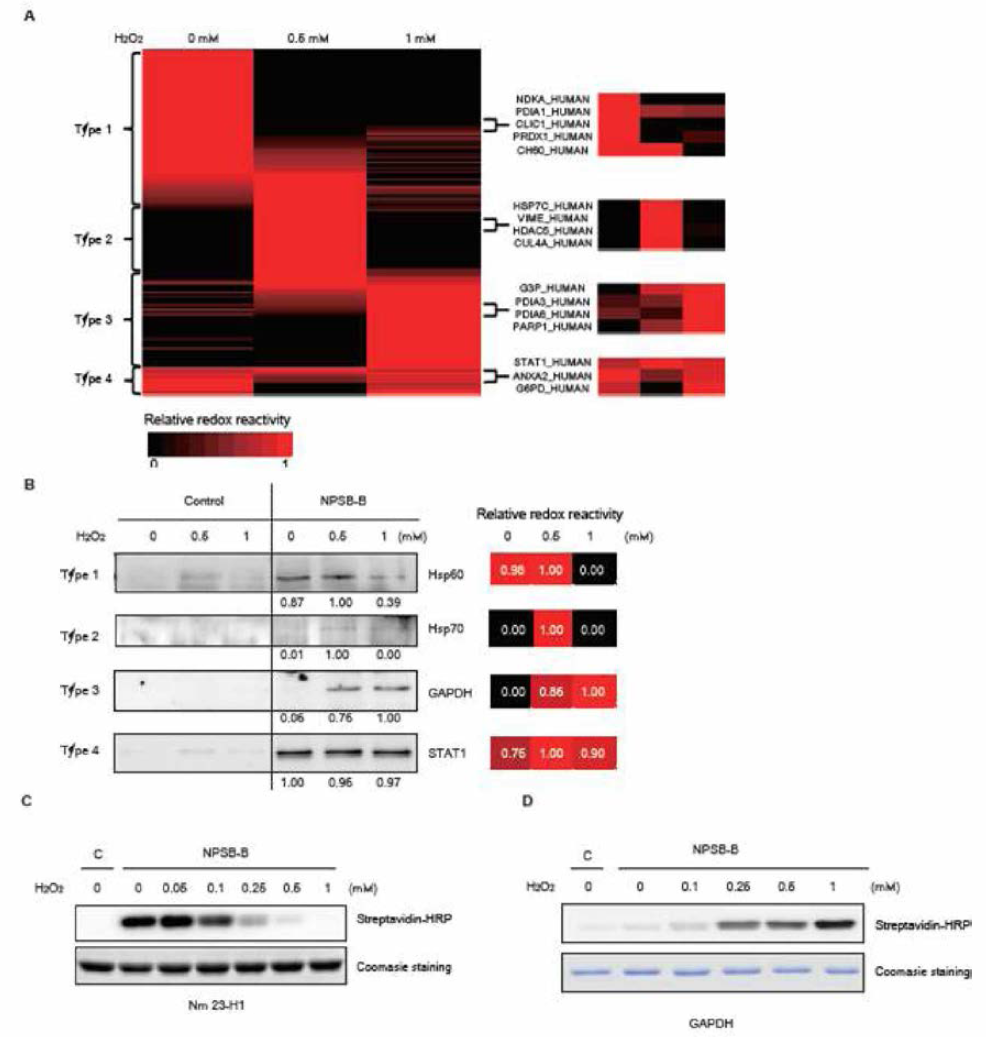 세포를 산화스트레스에 노출 후 NPSB-B로 pulldown 하여 MS/MS로 확인한 261개 단백질의 heat map. 확인 된 단백질들은 ROS 대한 반응에 따라 네 가지 군으로 분류하고, 이를 validation 함
