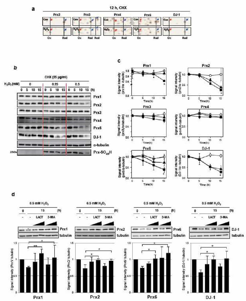 a) 산화스트레스에 의해 redox sensitive한 protein은 쉽게 degradation되고 degradation rate은 protein별로 다르다(b, c). 이러한 분해는 proteasome inhibitor인 lactacystine과 autophagy inhibitor인 3-MA의 처리에 의해 저해 됨을 알 수 있다