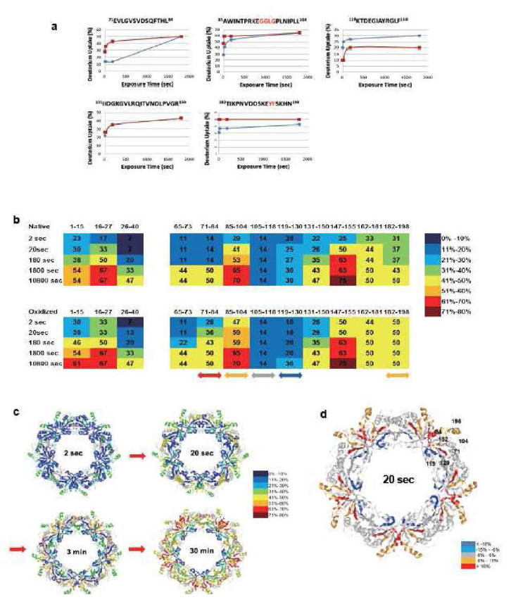 산화와 환원된 PRX2의 HDX-MS 분석결과. A. 산화/환원에 의한 peptide의 HDX된 양의 kinetics의 변화. B. 전체단백질에서의 HDX결과의 요약으로 특별히 차이가 나는 부위를 화살표로 표시함. C. 구조에서 HDX 차이가 많이 난 부위를 표시함
