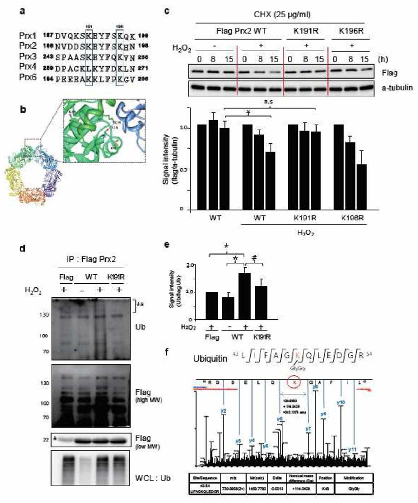 A,B. 산화에 의해 외부로 노출되는 K 잔기. C. 산화에 의해 분해되는 정도. D. 산화에 의해 ubiquitination 되는 정도를 표시함