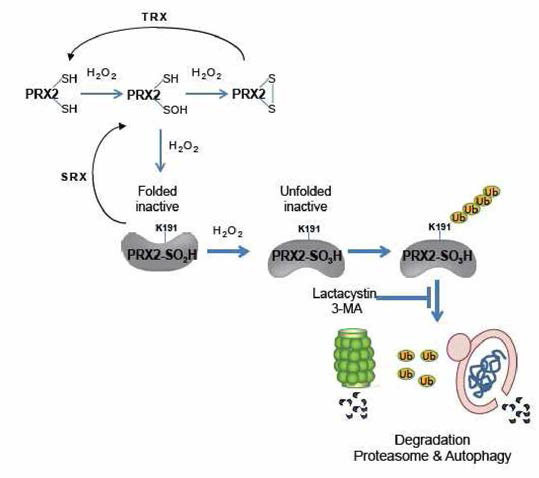 산화에 민감한 단백질이 산화되어 구조가 변화하고, 여기에 ubiquitination이 일어나 proteasome과 autophagy에서 분해되는 새로운 pathway를 제안함