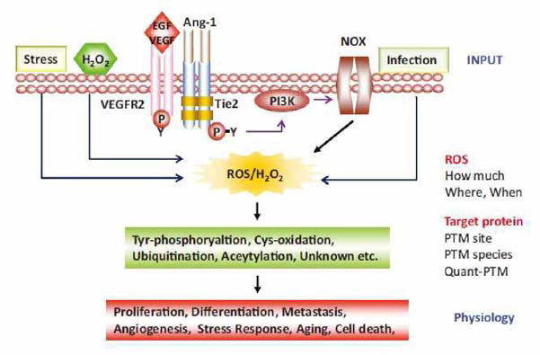ROS 매개 신호전달체계 요약 [Kim HJ et al.，Mass Sepctrometry review 2015]