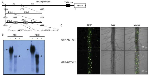 AtSTKL1 및 AtSTKL2 전사인자의 특성 분석 (A, B) AtSTKL1 및 AtSTKL2 전사인자에 대한 AtPGR 프로모터의 cis-element 염기서열 동정 (C) AtSTKL1 및 AtSTKL2 전사인자에 대한 세포 내 위치 검정