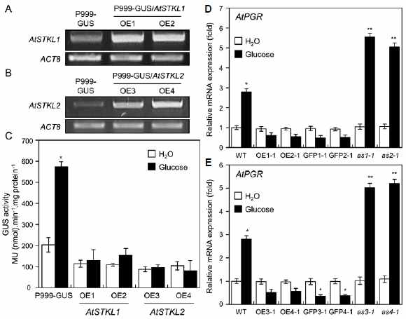 AtSTKL1 및 AtSTKL2 전사억제인자에 대한 AtPGR 유전자의 전사 발현 분석. (A) RT-PCR에 의한 AtPGR 프로모터-GUS 형질전환체 (P999-GUS)에 AtSTKL1 및 AtSTKL2 유전자를 과발현 시킨 형질전환 라인들의 genotyping 분석 (C-E) 형질전환체들로부터 당 처리 전 혹은 후, GUS 발현 (C) 및 AtPGR 유전자의 전사 발현 (D, E) 비교 분석