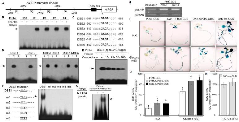 bHLH34 전사인자의 특성 분석 (A-G) bHLH34 전사인자에 대한 AtPGR 프로모터의 cis-element 염기서열 동정 (H) RT-PCR에 의한 AtPGR 프로모터-GUS 형질전환체 (P999-GUS)에 bHLH34 유전자를 과발현 시킨 형질전환 라인들의 genotyping 분석 (I-K) 형질전환체들로부터 당 처리 전 혹은 후, GUS 발현 비교 분석