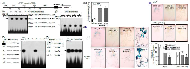 bHLH104 전사인자의 특성 분석 (A-F) bHLH104 전사인자에 대한 AtPGR 프로모터의 cis-element 염기서열 동정 (G) qPCR에 의한 AtPGR 프로모터-GUS 형질전환체 (P999-GUS)에 bHLH104 유전자를 과발현시킨 형질전환 라인들의 genotyping 분석 (H) 형질전환체들로부터 당 처리 전 혹은 후, GUS 발현 비교 분석 (I, J) 형질전환체들로부터 ABA 처리 전 혹은 후, GUS 발현 비교 분석